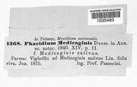 Phacidium medicaginis image